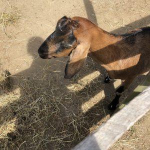 A goat like Tilly from SHAKE IT OFF