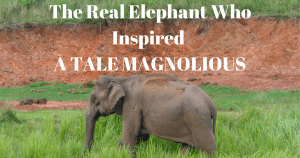 The Real Elephant Who Inspired A TALE MAGNOLIOUS